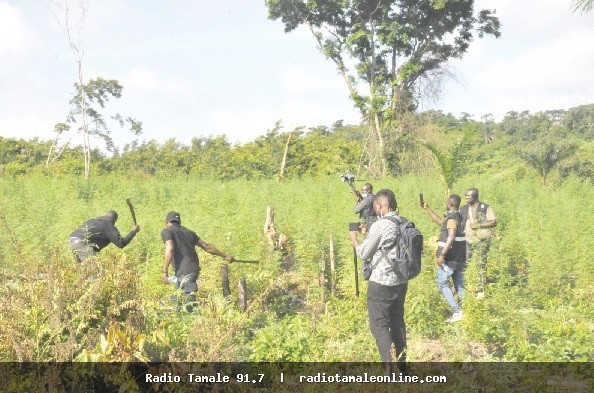 NACOC warns of rising cannabis addiction among children in Volta through toffees, soft drinks