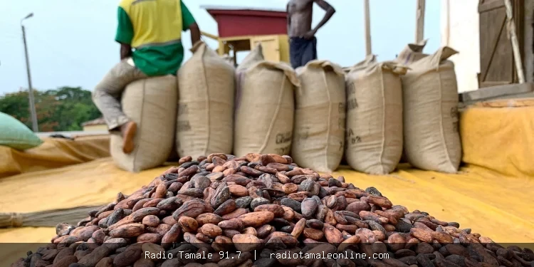 NPP challenges GH¢2,650 cocoa price, demands review