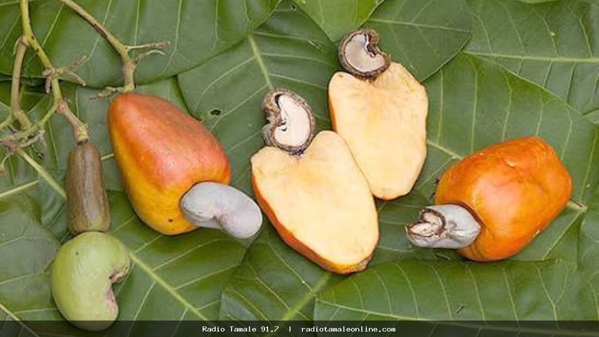 Africa must prioritise cashew processing to retain more value – Agric Ministry